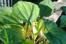 Atasi Sakit Tenggorokan dan Radang dengan Daun Centongan
