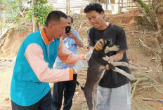 Dinas Pertanian OKU Vaksinasi 1.087 Hewan Rabies  