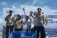 Gibran dan Titiek Panen Lobster Siap Ekspor di Batam
