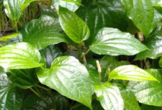 Obati Sariawan dan Radang   Mulut dengan Daun Karuk