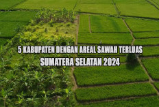 5 Kabupaten dengan Areal Sawah Paling Luas di Sumatera Selatan 2024 : Juaranya Bukan OKU Timur !