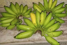 Sehatkan Kulit dan Obati Sembelit dengan Pisang Emas 