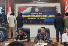 Pangkalan TNI AL Palembang Gagalkan Penyelundupan Lobster Tujuan Singapura Senilai Rp15 Miliar!