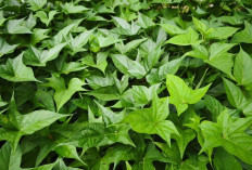 Tingkatkan Produksi ASI dan Cegah Anemia dengan Daun Ketela Rambat 