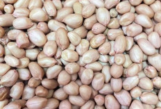 Ragam Jenis Kacang yang Kaya Manfaat dan Digemari Masyarakat Indonesia