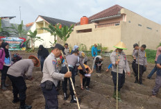 Manfaatkan Lahan Kosong : Polsek Prabumulih Timur Gelar Penanaman Jagung Bersama Masyarakat !
