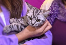 Jarang yang Tahu : Ini Jenis Kucing yang Cocok untuk Penderita Alergi Rekomendasi dari Dokter Hewan !