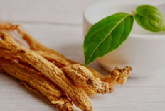 Obati Rematik dan Asam Urat dengan Akar Dewa