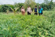 Tanam Kacang Tanah Untuk Ketahanan Pangan