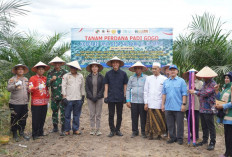 Petani Sawit OKI Manfaatkan 778 Hektare Lahan PSR untuk Tanam Padi Gogo