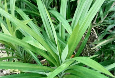 Daun Pandan Wangi, Rahasia Alami untuk Kesehatan Tubuh