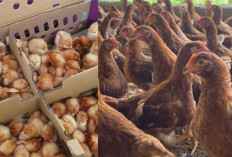 Lebih Untung Ternak Ayam Petelur dari DOC atau Pullet? Simak Perbandingan Lengkap Sebelum Mulai Usaha