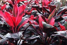 Atasi Sesak Napas dan Asma dengan Daun Hanjuang Merah