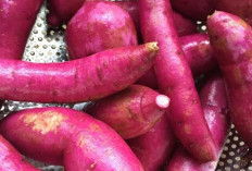Lezat dan Penuh Manfaat, Inilah Beragam Camilan dari Ubi Ungu yang Wajib Dicoba