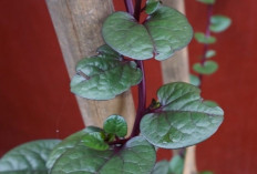 Obati Campak dan Cacar Air dengan Daun Gendola