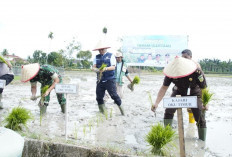 ‎Pencanangan Gertam Serentak, Komitmen OKUT Sebagai Lumbung Pangan Sumsel  ‎