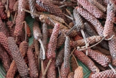Obati Kejang Perut dan Sakit Gigi dengan Cabe Puyang