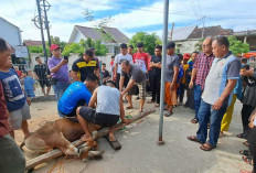 Sembelih 11 Hewan Kurban Masjid Muhajirin Sukawinatan Bagikan 460 Paket Daging ke Warga RT 50 dan 71