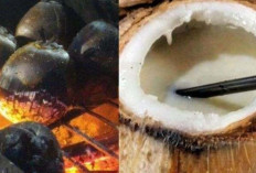 Tingkatkan Kesuburan dan Mempercepat Kehamilan dengan Kelapa Bakar