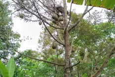 Musim Durian Telah Tiba : 5 Daerah Ini Surga Durian di Sumatera Selatan !