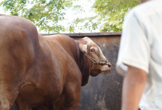 Sapi 1,1 Ton Milik Peternak OKI Jadi Pilihan Kurban Presiden Prabowo