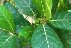 Obati Herpes, Sakit Kepala, dan Rematik dengan Daun Awar-awar