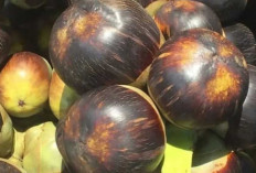 Buah Lontar : Si Manis dari Timur yang Kaya Manfaat