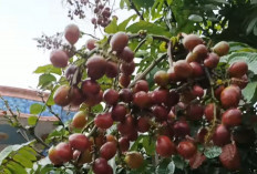 Asal Usul dan Sejarah Buah Matoa : Keunikan dan Keistimewaan Buah Asli Papua dan Maluku yang Kaya Manfaat !