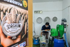 Sorgum, Sang Penjaga Ketahanan Pangan Masa Depan
