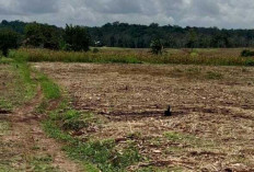  Petani di OKU Kesulitan Dapat Pupuk Bersubsidi