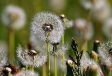 Jaga Kesehatan Hati dengan Bunga Dandelion