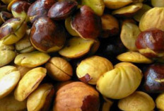 Jengkol Muda Bikin Kamar Mandi Kalian Bebas Bau Tak Sedap
