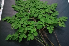 Cegah Penuaan Dini Dengan Daun Kelor