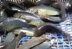 Asal Usul Ikan Betok : Ikan Tangguh yang Bisa Bernapas di Daratan dan Kaya Manfaat Gizi !