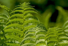 Jaga Kesehatan Mata dan Kulit dengan Pakis