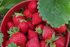 Strawberry, Si Mungil Imut yang Menarik dengan Warnanya yang Menggoda