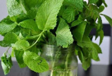 Teh Daun Mint Dapat Meredakan Peradangan,Menenangkan Pikiran dan Mengatasi Perut Kram 