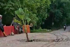 Warga Tanam Pisang di Jembatan Jebol Payaraman, DPRD Ogan Ilir Kritik Kualitas Pembangunan
