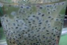 Obati Sembelit dan Perut Kembung dengan Biji Selasih 