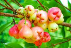  Jambu Air: Buah Segar dengan Segudang Manfaat untuk Kesehatan