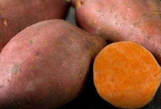 Dari Ubi Jalar hingga Uwi, Inilah Kekayaan Umbi-Umbian Indonesia