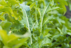 Jaga Kesehatan Gigi dan Mata dengan Daun Arugula