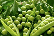 Lindungi dan Jaga Kesehatan Mata dengan Kacang Polong