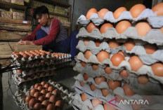 Harga Pangan 5 Desember 2024 : Telur Ayam Ras Naik Jadi Rp28.370 per Kilogram, Harga Pangan Lainnya Beragam !