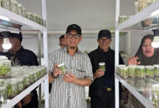 Pemkab OKU Kembangkan Tanaman Unggul Melalui Teknologi Kultur Jaringan