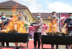 Kapolda Sumsel Pimpin Pemusnahan 200 Kilogram Ganja di Empat Lawang   