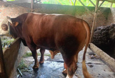  Kabupaten OKU Terima Bantuan Sapi Kurban dari Presiden RI