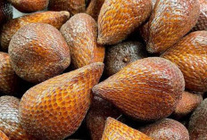 Buah Salak Dapat Menyehatkan Mata dan Otak