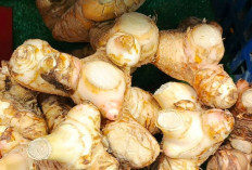 Obati Nyeri Sendi dan Rematik dengan Lengkuas