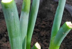 Daun Bawang, Si Hijau Serbaguna yang Jadi Andalan Dapur Nusantara